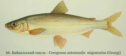 Байкальський омуль