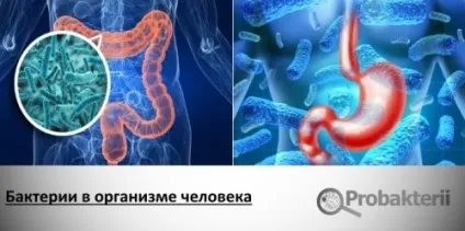 Бактерії в організмі людини, корисні і шкідливі їх роль, кількість, вагу, способи проникнення, (організмі) Бактерії в організмі людини, корисні і шкідливі їх роль, кількість, вагу, способи проникнення,