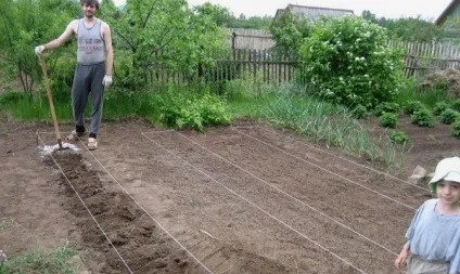 Батат - вирощування в середній смузі і більш холодних регіонах відео (регіонах) Батат - вирощування в середній смузі і більш холодних регіонах відео