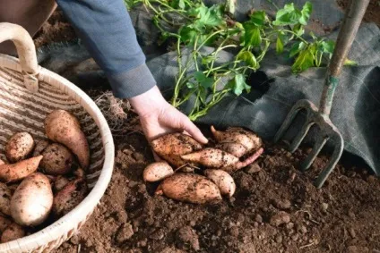 Батат - вирощування своїми руками крок за кроком