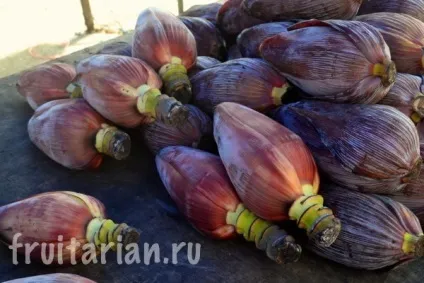 Банановий квітка - що з ним роблять (банановий) Банановий квітка - що з ним роблять