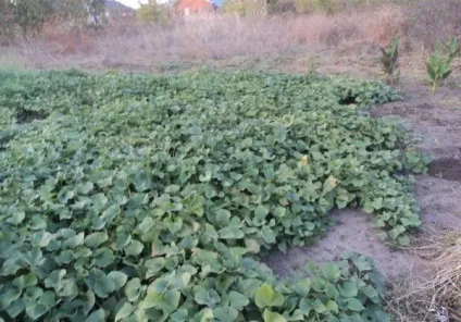 Батат - вирощування своїми руками крок за кроком