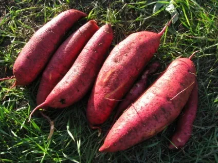 Батат - вирощування своїми руками крок за кроком