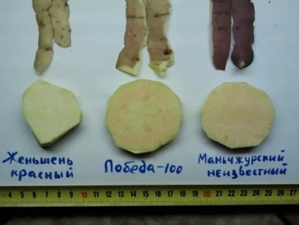 Батат - вирощування своїми руками крок за кроком