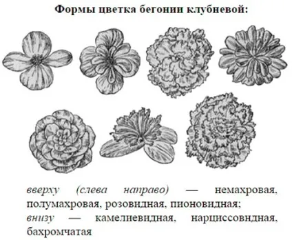 Бегонія бульбова і інші домашні види (домашній) Бегонія бульбова і інші домашні види