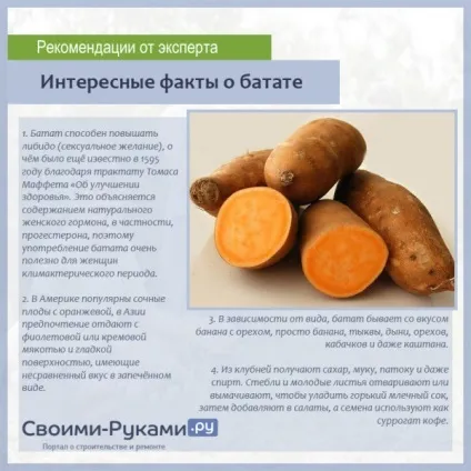Батат - вирощування своїми руками крок за кроком