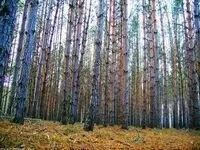 Побутові проблеми