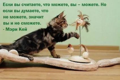Бізнес ідеї з різними тваринами, кішками, собаками (ідеї) Бізнес ідеї з різними тваринами, кішками, собаками