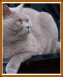 Британський кіт (ціни)
