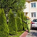 Боротьба з короїдом методи і засоби (короїдом) Боротьба з короїдом методи і засоби