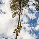 Боротьба з короїдом методи і засоби (застосування обробка стовбурів) Боротьба з короїдом методи і засоби
