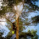 Боротьба з короїдом методи і засоби (боротьба з жуком короїдом) Боротьба з короїдом методи і засоби
