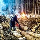 Боротьба з короїдом методи і засоби (обробка стовбурів дерев) Боротьба з короїдом методи і засоби