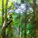 Боротьба з короїдом методи і засоби (обробка дерева від короеда) Боротьба з короїдом методи і засоби