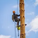 Боротьба з короїдом методи і засоби (обробка від короеда) Боротьба з короїдом методи і засоби