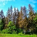 Боротьба з короїдом методи і засоби (знищення короеда) Боротьба з короїдом методи і засоби