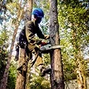 Боротьба з короїдом методи і засоби (обробка від жука короїда) Боротьба з короїдом методи і засоби