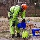 Боротьба з короїдом методи і засоби (обробка деревини від короеда) Боротьба з короїдом методи і засоби