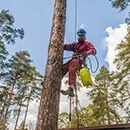 Боротьба з короїдом методи і засоби (обробка дерева від короеда) Боротьба з короїдом методи і засоби