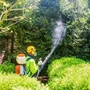 Боротьба з короїдом методи і засоби (обробка стовбурів дерев) Боротьба з короїдом методи і засоби