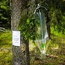 Боротьба з короїдом методи і засоби (боротьба з короїдом) Боротьба з короїдом методи і засоби