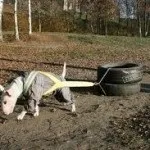 Бріндізская бійцівська собака, блог про собак (бійцівська) Бріндізская бійцівська собака, блог про собак