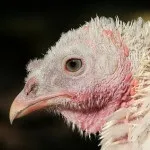 Хвороби індиків в домашніх умовах (якого вітаміну вистачає) Хвороби індиків в домашніх умовах