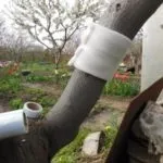 Боротьба з мурахами на дачній ділянці безжальні методи (методи) Боротьба з мурахами на дачній ділянці безжальні методи