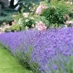 Бордюрні багаторічники, квітучі все літо, в дизайні саду (літо) Бордюрні багаторічники, квітучі все літо, в дизайні саду