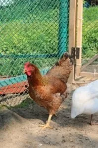 Бройлер Сассо кольоровий