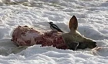 Великий строкатий дятел