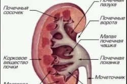 Болять нирки і температура з чим пов'язана поява симптомів (болять нирки температура 37) Болять нирки і температура з чим пов'язана поява симптомів