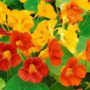 Бордюрні багаторічники, квітучі все літо, в дизайні саду (бордюрні) Бордюрні багаторічники, квітучі все літо, в дизайні саду