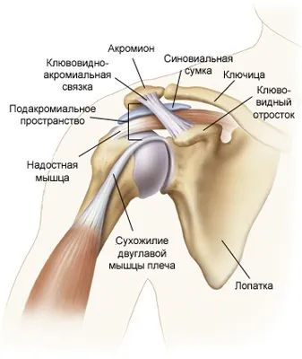 Біль в лівому плечі - причини появи симптому, способи лікування (біль) Біль в лівому плечі - причини появи симптому, способи лікування