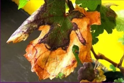 Хвороби винограду і способи лікування (лікування) Хвороби винограду і способи лікування
