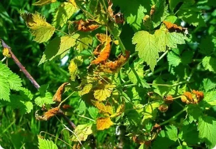 Хвороби малини способи лікування і боротьба з ними, відео та фото