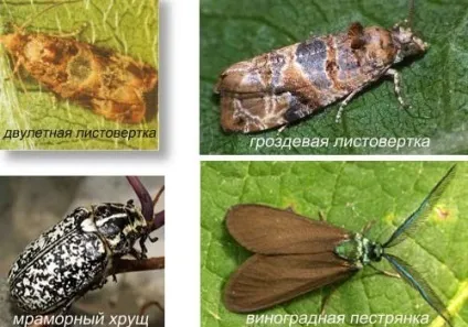 Хвороби винограду і способи лікування (способи) Хвороби винограду і способи лікування