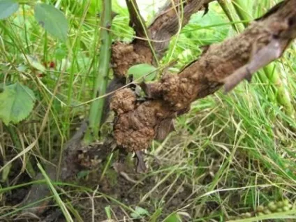 Хвороби винограду і способи лікування (хвороби) Хвороби винограду і способи лікування