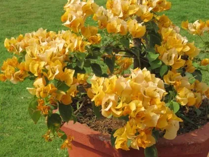 Бугенвіллія догляд в домашніх умовах, види і сорти, фото