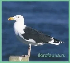 Чайка, птиці, птиця чайка, все про чайках, опис чайки, чайка птиця (канарейка) Чайка, птиці, птиця чайка, все про чайках, опис чайки, чайка птах