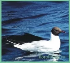 Чайка, птиці, птиця чайка, все про чайках, опис чайки, чайка птиця (птаха планети) Чайка, птиці, птиця чайка, все про чайках, опис чайки, чайка птах