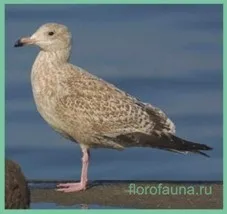 Чайка, птиці, птиця чайка, все про чайках, опис чайки, чайка птиця (птаха планети) Чайка, птиці, птиця чайка, все про чайках, опис чайки, чайка птах