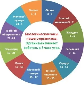 Години роботи нашого організму соціальна мережа фармацевтів