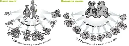 Чим можна заразитися від мишей і щурів хвороби, що передаються людині від гризунів