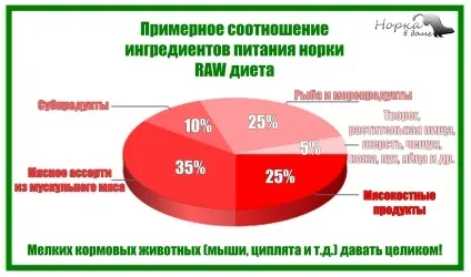 Чим годувати нірку в домашніх умовах харчування - зміст норки - база знань - норка в будинку mink (домашніх) Чим годувати нірку в домашніх умовах харчування - зміст норки - база знань - норка в будинку mink