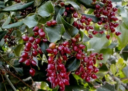Цілющі властивості сарсапарілли