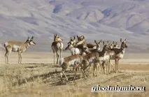 Вилоріг антилопа вилорог