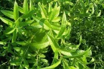 Вербена лимонна – користь та шкода; корисні властивості та протипоказання лимонна