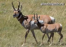 Вилоріг антилопа вилоріг