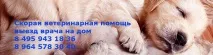 Ветеринарна допомога – Ветеринарна допомога цілодобово ветеринар